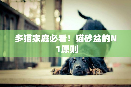 多貓家庭必看！貓砂盆的N 1原則