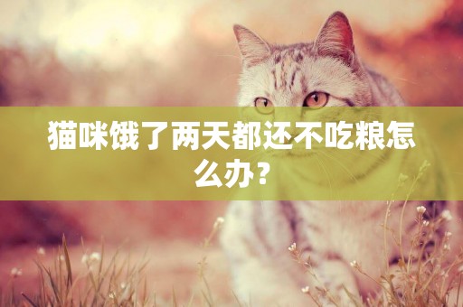 貓咪餓了兩天都還不吃糧怎么辦？