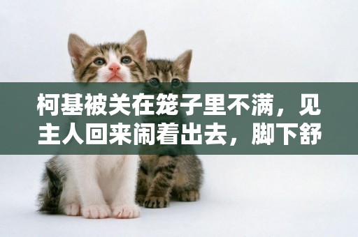 柯基被關在籠子里不滿，見主人回來鬧著出去，腳下舒服多了