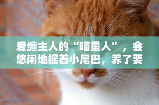 愛纏主人的“喵星人”，會悠閑地搖著小尾巴，養了要對它們好