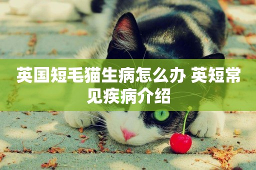 英國短毛貓生病怎么辦 英短常見疾病介紹