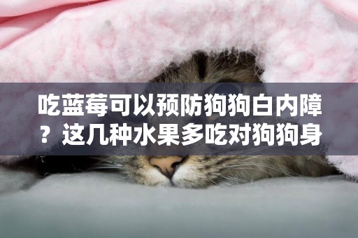 吃藍莓可以預防狗狗白內障？這幾種水果多吃對狗狗身體好