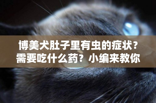 博美犬肚子里有蟲的癥狀？需要吃什么藥？小編來教你