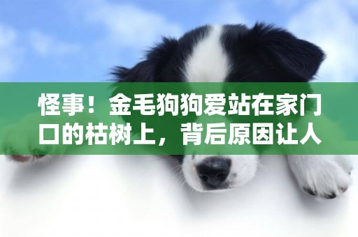 怪事！金毛狗狗愛站在家門口的枯樹上，背后原因讓人落淚