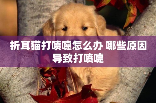 折耳貓打噴嚏怎么辦 哪些原因導致打噴嚏