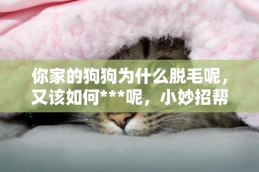 你家的狗狗為什么脫毛呢，又該如何***呢，小妙招幫幫你