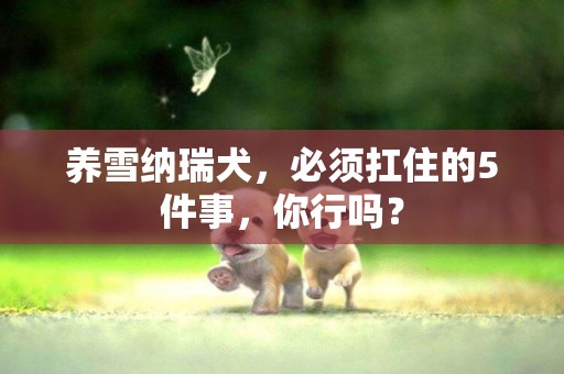 養雪納瑞犬，必須扛住的5件事，你行嗎？