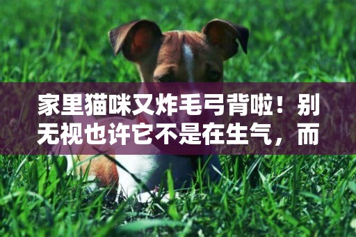 家里貓咪又炸毛弓背啦！別無視也許它不是在生氣，而是這三種原因