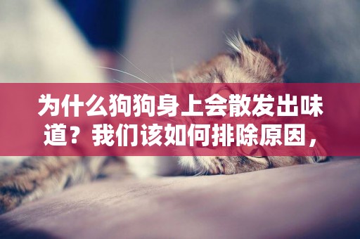 為什么狗狗身上會散發出味道？我們該如何排除原因，解決它的狗味