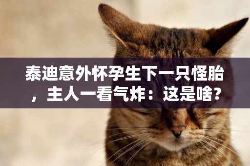 泰迪意外懷孕生下一只怪胎，主人一看氣炸：這是啥？
