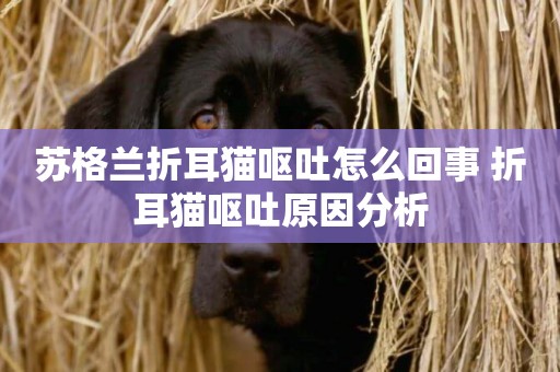 蘇格蘭折耳貓嘔吐怎么回事 折耳貓嘔吐原因分析