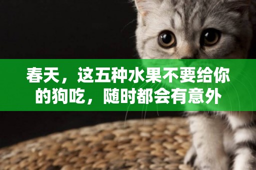 春天，這五種水果不要給你的狗吃，隨時都會有意外