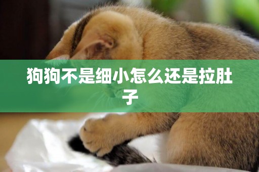 狗狗不是細小怎么還是拉肚子