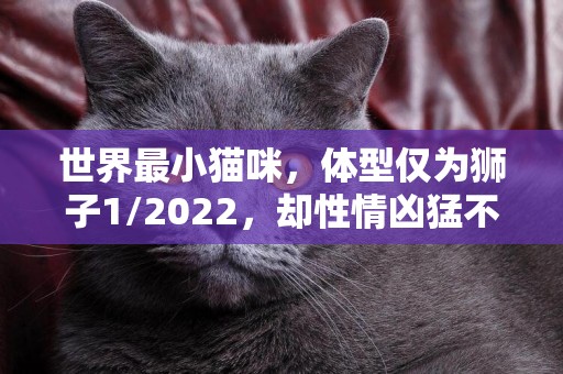 世界最小貓咪，體型僅為獅子1/2022，卻性情兇猛不輸獅子