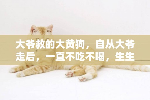 大爺救的大黃狗，自從大爺走后，一直不吃不喝，生生把自己餓死