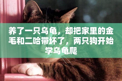 養了一只烏龜，卻把家里的金毛和二哈帶壞了，兩只狗開始學烏龜爬