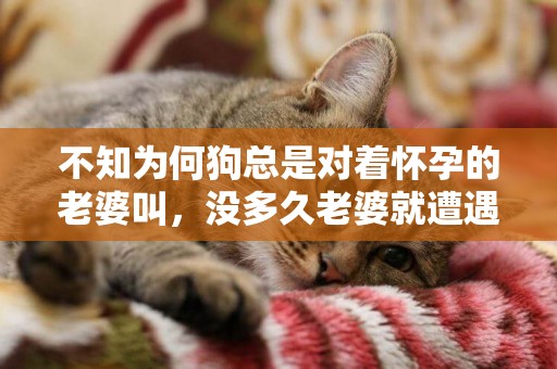 不知為何狗總是對著懷孕的老婆叫，沒多久老婆就遭遇這事！