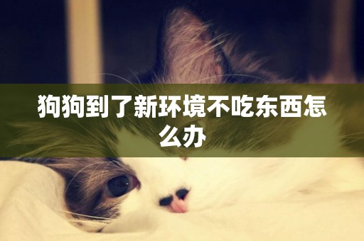 狗狗到了新環境不吃東西怎么辦