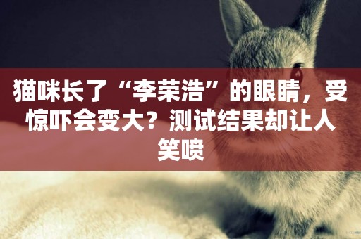 貓咪長了“李榮浩”的眼睛，受驚嚇會變大？測試結果卻讓人笑噴