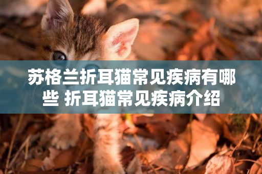 蘇格蘭折耳貓常見疾病有哪些 折耳貓常見疾病介紹