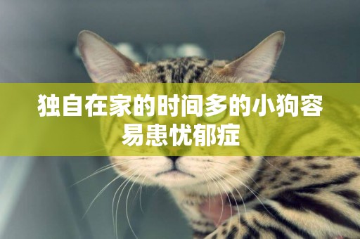 獨自在家的時間多的小狗容易患憂郁癥