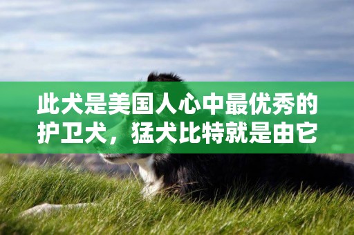 此犬是美國人心中最優秀的護衛犬，猛犬比特就是由它培育而來