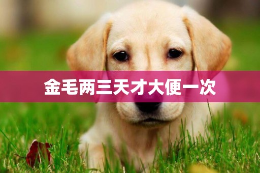 金毛兩三天才大便一次