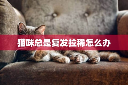 貓咪總是復發拉稀怎么辦