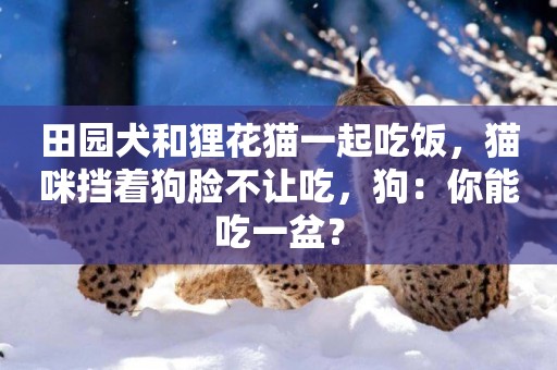 田園犬和貍花貓一起吃飯，貓咪擋著狗臉不讓吃，狗：你能吃一盆？