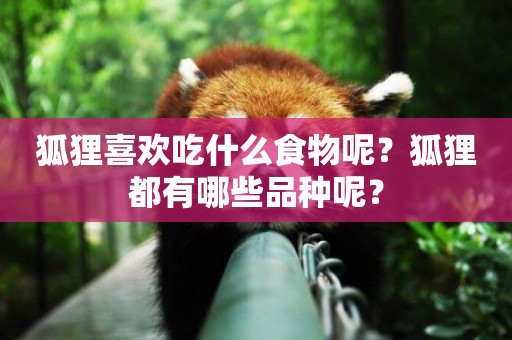 狐貍喜歡吃什么食物呢？狐貍都有哪些品種呢？