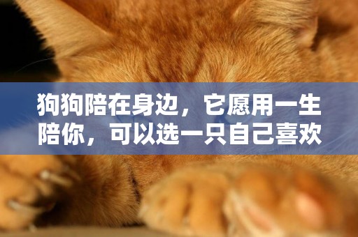 狗狗陪在身邊，它愿用一生陪你，可以選一只自己喜歡的