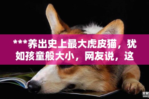 ***養出史上最大虎皮貓，猶如孩童般大小，網友說，這是只下山虎