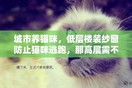 城市養貓咪，低層樓裝紗窗防止貓咪逃跑，那高層需不需要呢