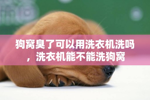 狗窩臭了可以用洗衣機洗嗎，洗衣機能不能洗狗窩