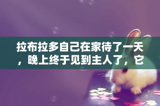 拉布拉多自己在家待了一天，晚上終于見到主人了，它非要抱抱