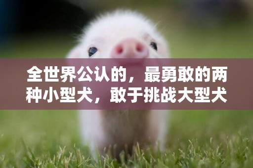 全世界公認的，最勇敢的兩種小型犬，敢于挑戰大型犬！