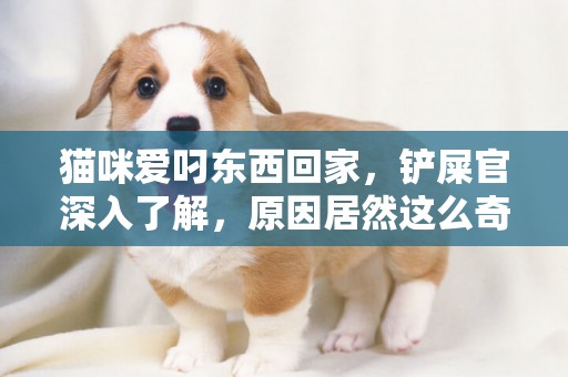 貓咪愛叼東西回家，鏟屎官深入了解，原因居然這么奇葩