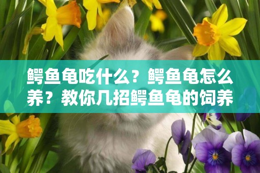 鱷魚龜吃什么？鱷魚龜怎么養？教你幾招鱷魚龜的飼養方法！