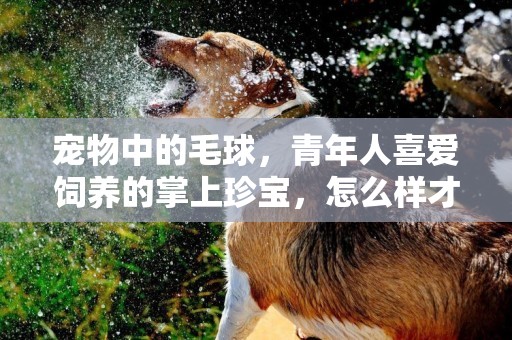 寵物中的毛球，青年人喜愛飼養的掌上珍寶，怎么樣才能把它照顧好