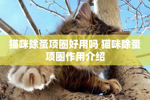 貓咪除蚤項圈好用嗎 貓咪除蚤項圈作用介紹