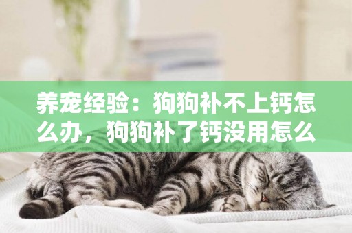 養寵經驗：狗狗補不上鈣怎么辦，狗狗補了鈣沒用怎么補