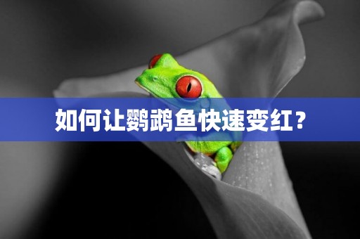 如何讓鸚鵡魚快速變紅？