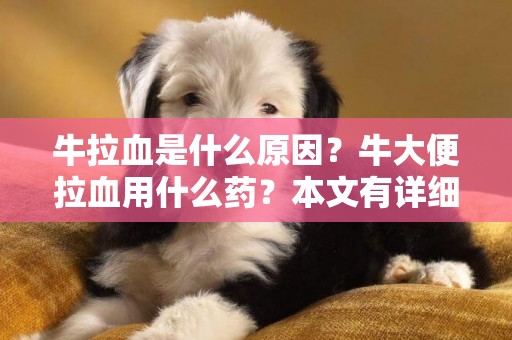 牛拉血是什么原因？牛大便拉血用什么藥？本文有詳細講解