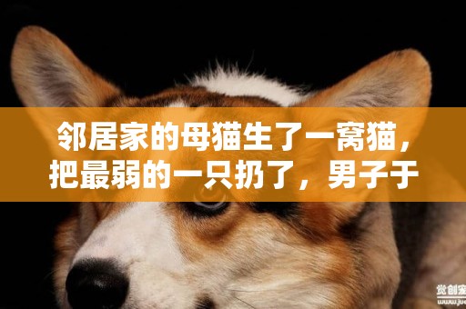 鄰居家的母貓生了一窩貓，把最弱的一只扔了，男子于心不忍帶回家