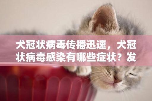 犬冠狀病毒傳播迅速，犬冠狀病毒感染有哪些癥狀？發病率達到100%