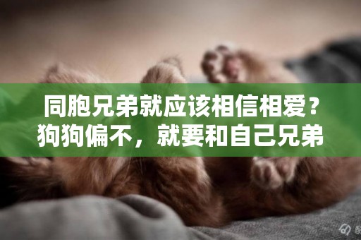 同胞兄弟就應該相信相愛？狗狗偏不，就要和自己兄弟搶主人的寵愛
