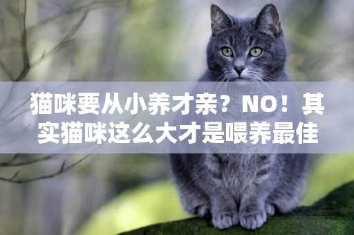 貓咪要從小養才親？NO！其實貓咪這么大才是喂養最佳年齡