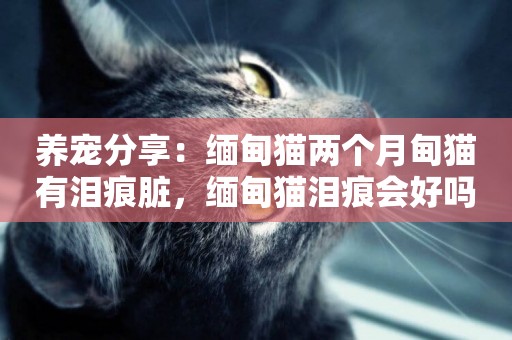 養寵分享：緬甸貓兩個月甸貓有淚痕臟，緬甸貓淚痕會好嗎