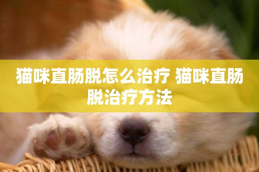 貓咪直腸脫怎么治療 貓咪直腸脫治療方法