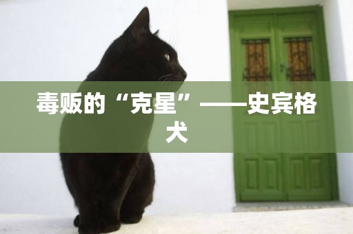 毒販的“克星”——史賓格犬